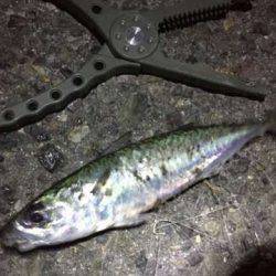 豆アジングで中サバ