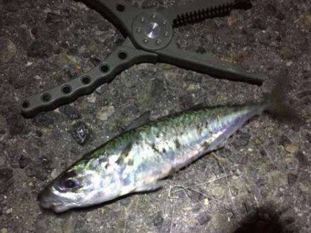 豆アジングで中サバ