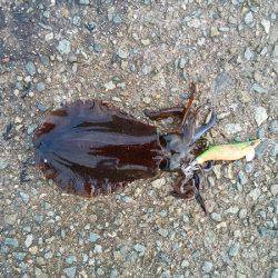 大蔵海岸でエギング