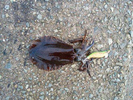 大蔵海岸でエギング