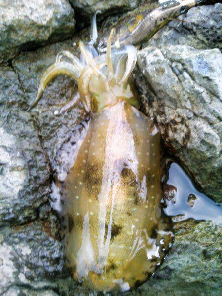 雨にも負けず！