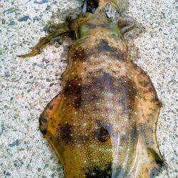 寒波がくる前に。