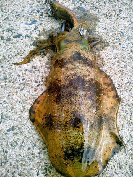 寒波がくる前に。