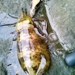 まだあきらめてません？