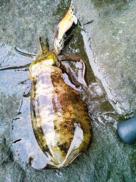 まだあきらめてません？