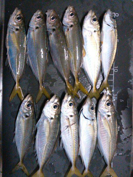 アジまだいるかな？