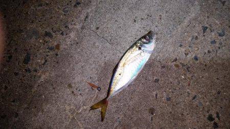 夕マズメに間に合ったが…