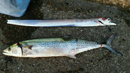 今朝はハネナブラ撃ち。図らずも3目ゲット。…