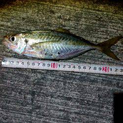 昨日はアジング、今日は………