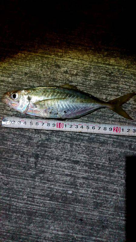 昨日はアジング、今日は………