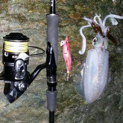 おいしくイカダキマス