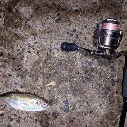 ムコイチ→舞洲