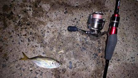 ムコイチ→舞洲