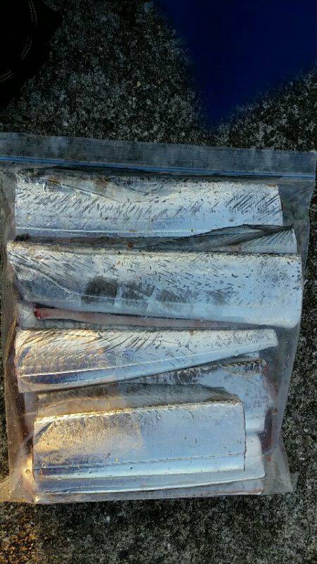 早朝タチウオ、F4級3連荘！今年は大型が多いです。