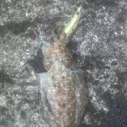 久しぶりのイカですが・・・！