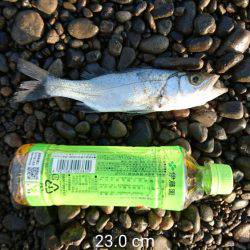 ジグサビキさまさま