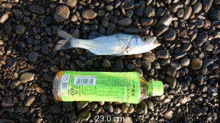 ジグサビキさまさま