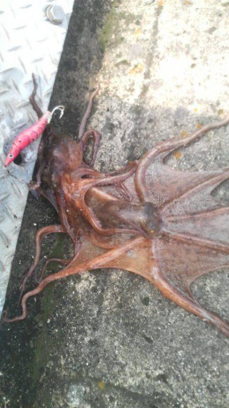 イカがいなくてもタコがいる！