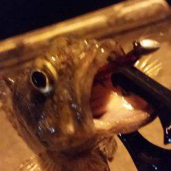 悶絶アジング♪