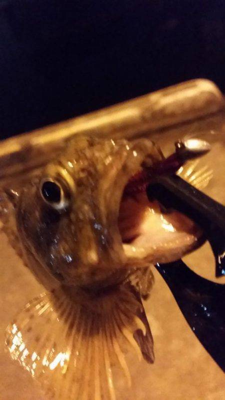 悶絶アジング♪