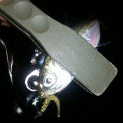 ワインドからのアジ調査