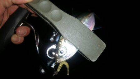 ワインドからのアジ調査