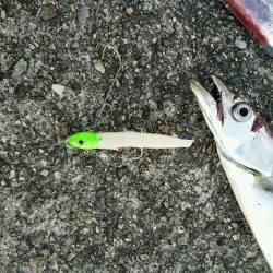 朝マズメ、パワーシャッド一閃。8本ゲットしました