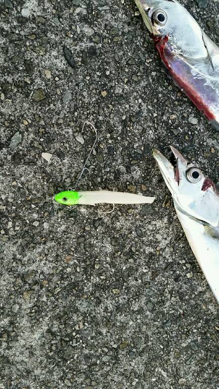 朝マズメ、パワーシャッド一閃。8本ゲットしました