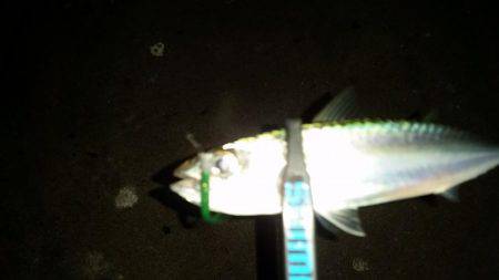 アジングでまさかの…！？