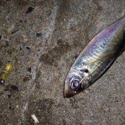 アジングのはずが…