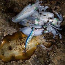 ポイントを変えて