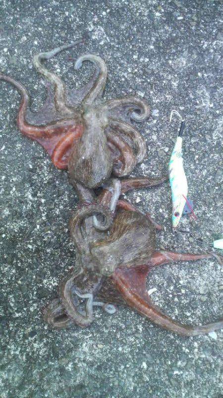 タコに集中した