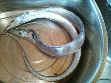 水軒でタチウオ