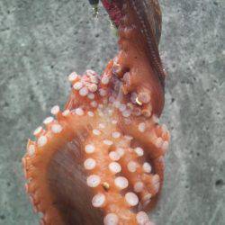 タコ1.5匹です(笑)