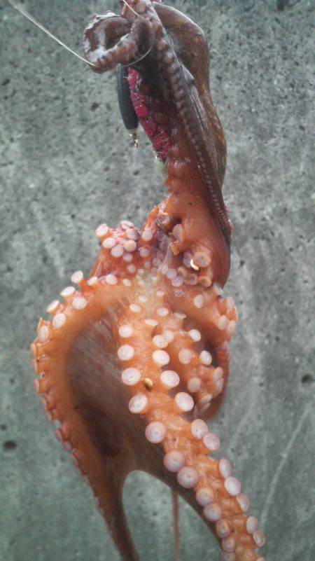 タコ1.5匹です(笑)