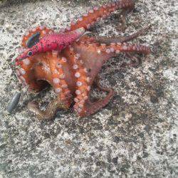 今日で７日間連続タコを釣り上げました（笑）