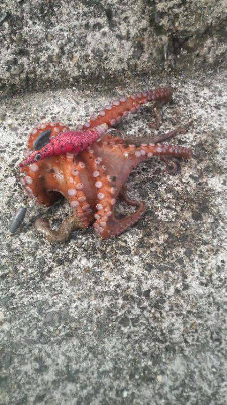 今日で７日間連続タコを釣り上げました（笑）