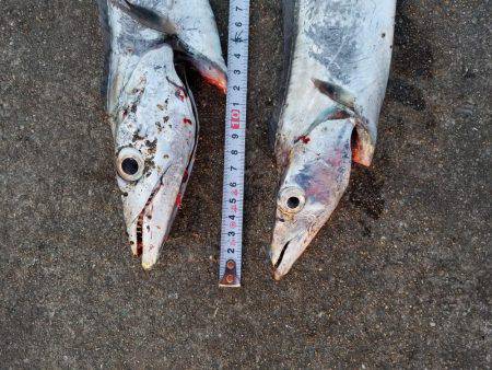 あと３㎝…(　ＴДＴ)