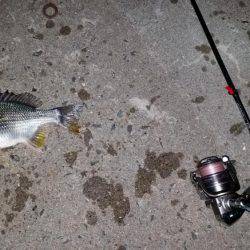 舞洲でアジング!