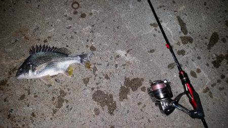 舞洲でアジング!