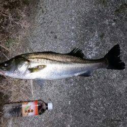 久しぶりのシーバス。