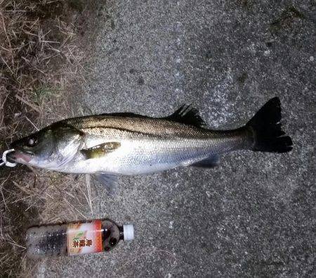 久しぶりのシーバス。