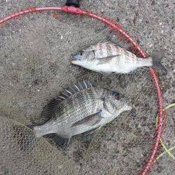 マリーナ釣り公園