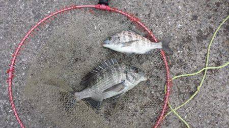 マリーナ釣り公園