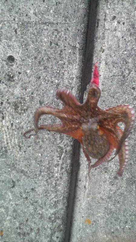 小さい数釣りより大きい１匹がいい！