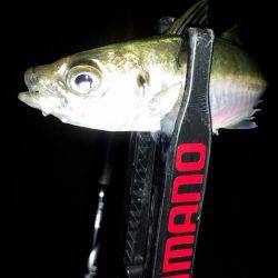 いれば釣れるアジング♪