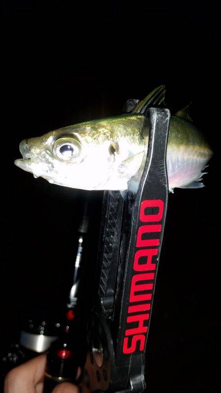 いれば釣れるアジング♪