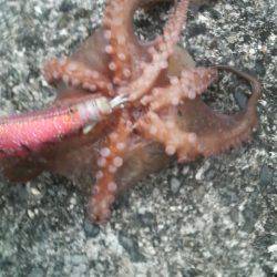 無敗記録継続中!(12回行って12回ともタコが釣れた)