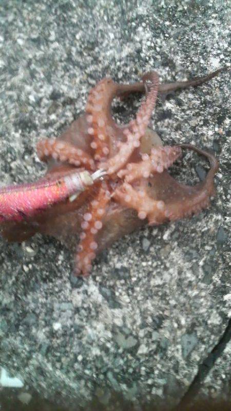 無敗記録継続中!(12回行って12回ともタコが釣れた)