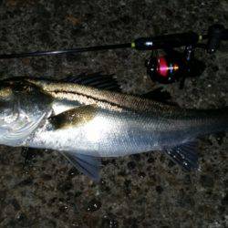 アジ、タチ調査